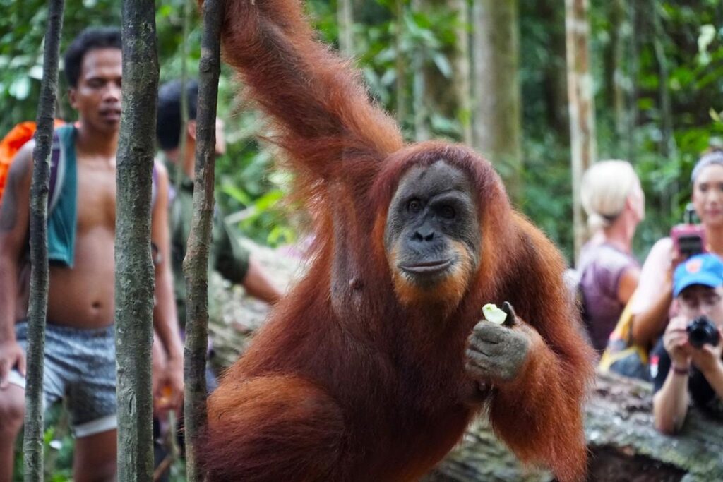 Sumatran orangutan in Bukit Lawang North Sumatra