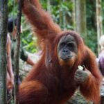 Sumatran orangutan in Bukit Lawang North Sumatra