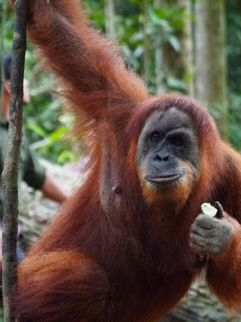 Sumatran orangutan in Bukit Lawang North Sumatra