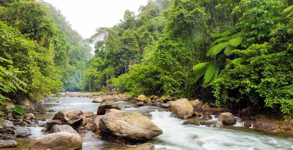 The tropical jungle landscape around Bukit Lawang